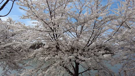 Cherry-Blossom-flowering,-blooming-spring-outdoor