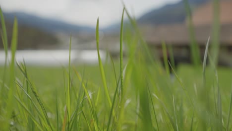 Gras-Mit-Tautropfen