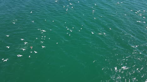 Flock-Of-Seagulls-Flying-Low-Over-The-Australian-Water-Of-Palm-Beach