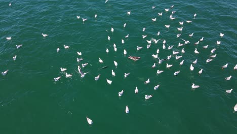 Albatross-Among-Flock-Of-Seagulls-Floating-And-Eating-In-The-Ocean---Birds-In-QLD,-Australia