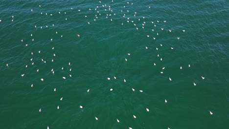 Grupo-De-Gaviotas-Flotando-Y-Esperando-Pescar-En-El-Mar-Azul-Profundo