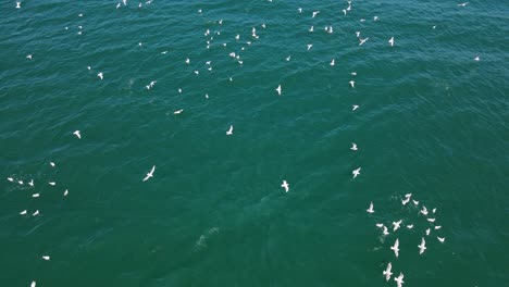 Colony-Of-White-Water-Fowl-Flying-And-Floating-At-The-Blue-Ocean-Of-Palm-Beach,-Queensland,-Australia