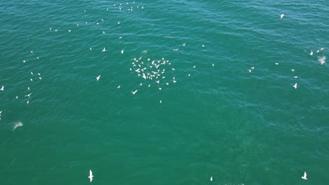 Top-View-Of-The-Seagulls-Just-Above-The-Sea-Surface-Of-Palm-Beach-In-Queensland,-Australia