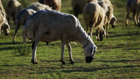 Herd-of-sheep-grazing-grass-on-beautiful-green-meadow