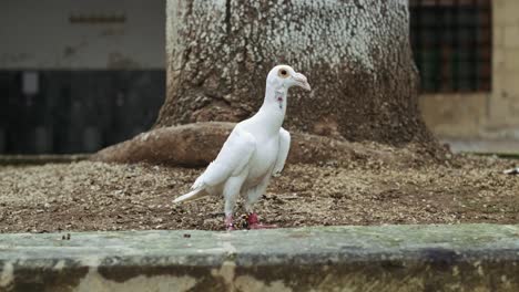 A-white-domestic-Baghdad-dove-stands-on-the-ground