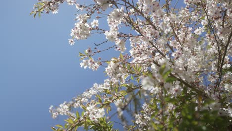 Flor-De-Ciruelo-Silvestre-Que-Florece-Por-Completo-En-Un-Fondo-Azul-Claro-En-Primavera,-Con-Cámara-Estabilizada