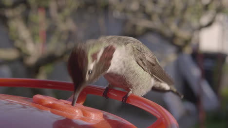 Hummingbird-Feeding,-Medium-Close-up-in-the-morning-Sun-in-Slow-Motion