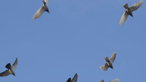 pigeons-flying-in-the-sky.-4K