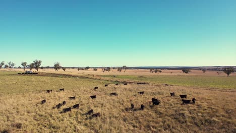 Black-Scottish-Angus-cattle-flock-grazing-in-wide-pasture,-australia-countryside
