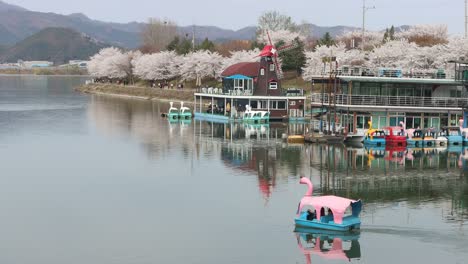 Cherry-Blossom-flowering,-blooming-spring-outdoor-sounthkorea-chuncheon