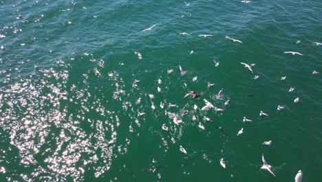 Luftaufnahme-Von-Möwen-Und-Albatrossen,-Die-Unter-Wasser-Tauchen,-Um-Fische-Im-Ozean-Zu-Fangen