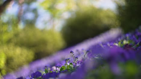 Schönes-Feld-Mit-Rosa,-Violetten-Blumen-Im-Frühling,-In-Italien