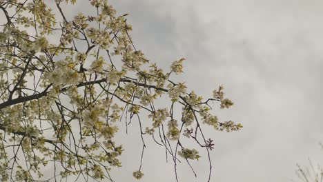 Wilde-Pflaumenbaumblume,-Die-Im-Frühjahr-Auf-Hellblauem-Hintergrund-Zur-Vollen-Blüte-Kommt,-Mit-Stabilisierter-Kamera