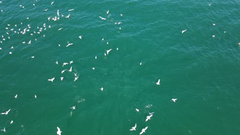 Flock-Of-Seagulls-Landing-Into-Sea-Surface