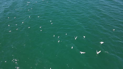 Seabird-Catching-Tuna-Fish-In-The-Ocean---Coast-Of-Queensland,-Australia