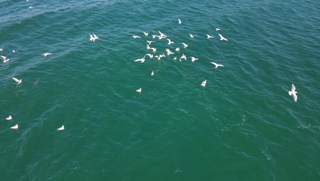 Group-Of-Hungry-Seagulls-Flying-And-Diving-To-Catch-Tuna-Fish-In-The-Ocean---Gold-Coast,-QLD,-Australia