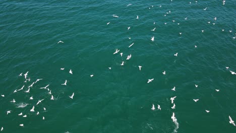 Seagulls-Flying-Over-The-Ocean-And-Waiting-For-Prey-To-Eat---Seascape-Of-Gold-Coast,-QLD,-Australia