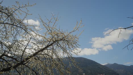Wilde-Pflaumenbaumblume,-Die-Im-Frühjahr-Auf-Hellblauem-Hintergrund-Zur-Vollen-Blüte-Kommt,-Mit-Stabilisierter-Kamera