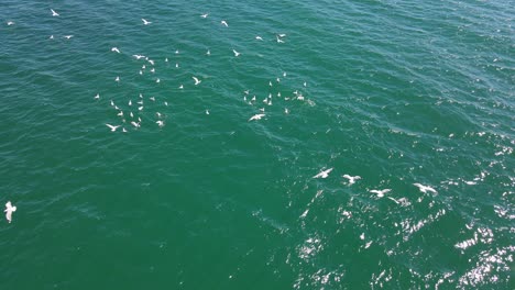 Fliegende-Seevögel-Landen-Dann-Auf-Dem-Wasser,-Um-Thunfisch-Im-Ozean-An-Der-Goldküste,-Qld,-Australien-Zu-Fangen
