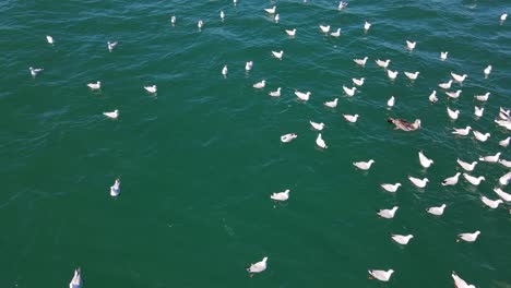 Flock-Of-Seagulls-Floating-And-Waiting-To-Catch-Prey-In-The-Blue-Ocean-At-Queensland,-Australia