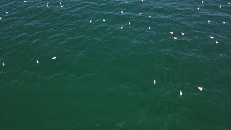 Seabirds-Floating-In-Ocean-With-Tuna-Fish-Swimming-Under-The-Blue-Water-Near-QLD,-Australia