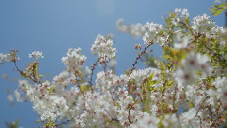 wild-plum-tree-flower-bossoming-to-full-bloom-on-a-light-blue-background-in-spring,-with-stabilized-camera