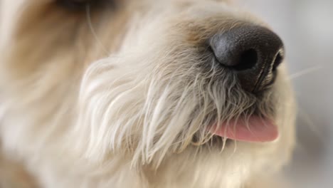 Wheaten-Terrier-Hundeporträt-Mit-Herausgestreckter-Zunge