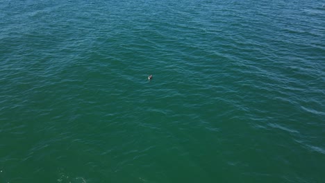 Seabird-Float-And-Swim-At-Open-Waters-Of-Blue-Ocean-During-Summer