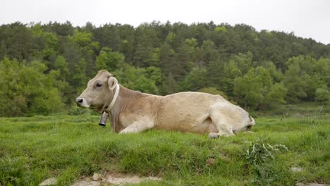 Large-Albera-adult-cow-with-cowbell-laying-down-in-a-field-in-Catalonia-Spain,