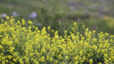 Gelbe-Frühlingsblumen-Auf-Dem-Land.-4k