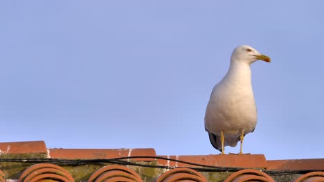 Macro-footage-of-white-seagull-on-rooftop-observing-area-during-sunlight-and-blue-sky