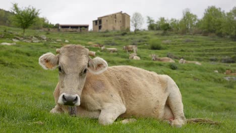 Rinderherde,-Die-Auf-Den-Weiden-Von-Katalonien,-Spanien,-Ruht
