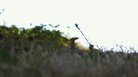 Woodpecker-in-nature