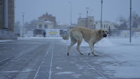 Streunender-Hund-Im-Winter-Auf-Dem-Schnee,-Auf-Einer-Stadtstraße