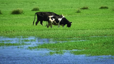 cows-walking-calmly-in-wetland