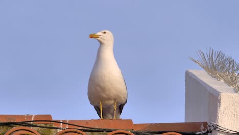 Close-up-shot-of-wild-seagull-standing-on-roof-and-moving-beak-during-sunny-day-and-blue-sky