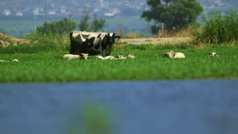 Vaca-Y-Oveja-Comiendo-Heno,-Hierba-Cerca-De-Un-Lago-Azul-Después-De-Nadar-Para-Refrescarse