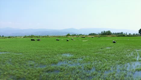 Cows-and-sheep-walking-on-top-of-lake-surrounded-by-green-reeds