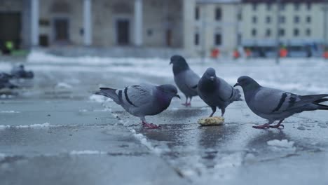 Pigeons-eating-stale-bread-on-the-ground-in-a-city-square