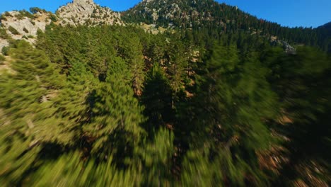FPV-Drone-flying-right-on-top-of-pine-trees-on-a-rocky-mountain-with-blue-skies