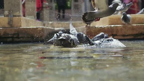 Pigeons-having-bathe-in-a-city-fountain-on-a-hot-summer-day-in-slow-motion