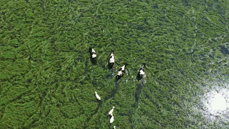 Drone-shot-of-cows-and-sheep-walking-on-top-of-lake-surrounded-by-green-reeds