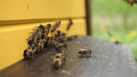 Nahaufnahme-Von-Bienen,-Die-Innerhalb-Und-Außerhalb-Des-Bienenstocks-Gehen