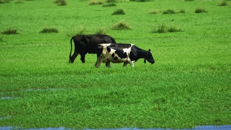 Two-cows,-one-with-spots,-one-all-black,-walking-side-by-side-in-slow-motion