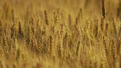 Golden-wheat-field-at-summer-day