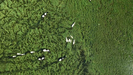 Drone-shot-of-cows-and-sheep-walking-on-top-of-lake-surrounded-by-green-reeds