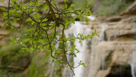 Selective-focus-handheld-shot-of-tree-branches-with-defocused-waterfalls-in-the-background-along-the-Route-of-the-seven-pools---Catalonia-Spain-Ruta-dels-Set-Gorgs-de-Campdevànol