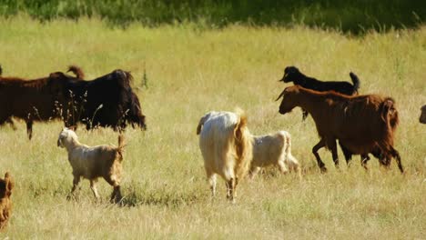 herd-of-goats-grazing-in-the-meadows
