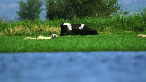 Cow-and-sheep-eating-hay,-grass-near-a-blue-lake-after-a-swim-to-get-cool