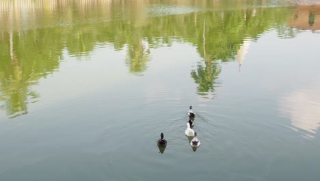 Männliche-Und-Weibliche-Stockente-Schwimmen-Auf-Einem-Teich-Mit-Grünem-Wasser,-Während-Sie-Nach-Nahrung-Suchen